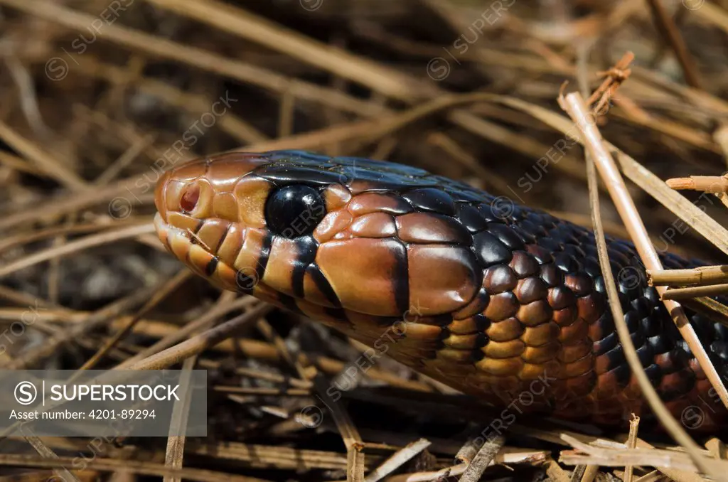 Eastern Indigo Snake (Drymarchon corais couperi) juvenile, native to the eastern United States