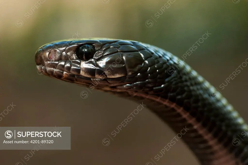 Eastern Indigo Snake (Drymarchon corais couperi) juvenile, native to the eastern United States