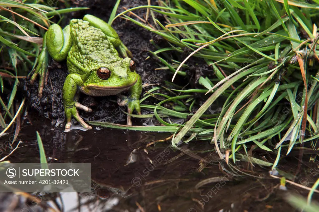 San Lucas Marsupial Frog (Gastrotheca pseustes) on shore, base of Chimborazo Volcano, Ecuador