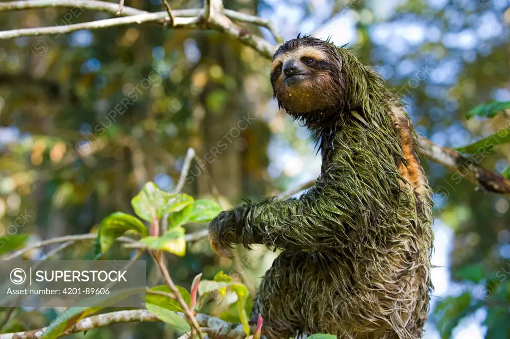 Brown-throated Three-toed Sloth (Bradypus variegatus) male covered in algae, Aviarios Sloth Sanctuary, Costa Rica