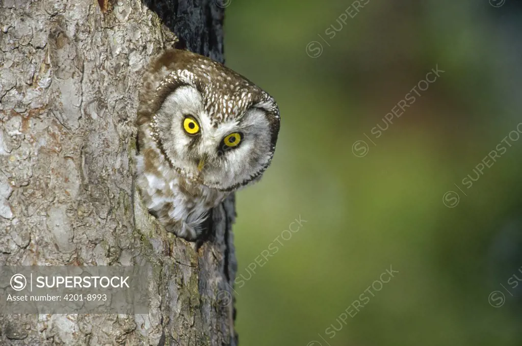 Boreal Owl (Aegolius funereus) peaking through hole in tree, Sweden