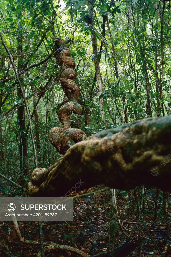 Liana in rainforest, Barro Colorado Island, Panama