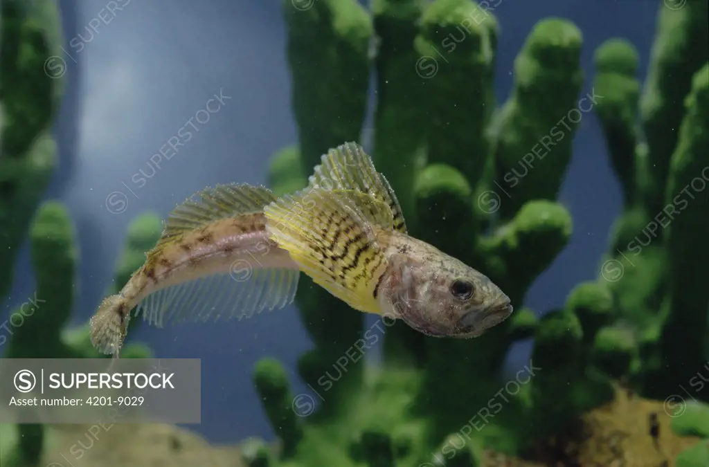 Yellow-wing Sculpin (Cottocomephorus grewingki), Lake Baikal, Russia