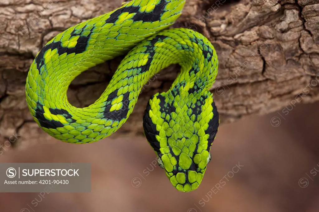 Yellow-blotched Palm Pitviper (Bothriechis aurifer), native to Mexico and Guatemala