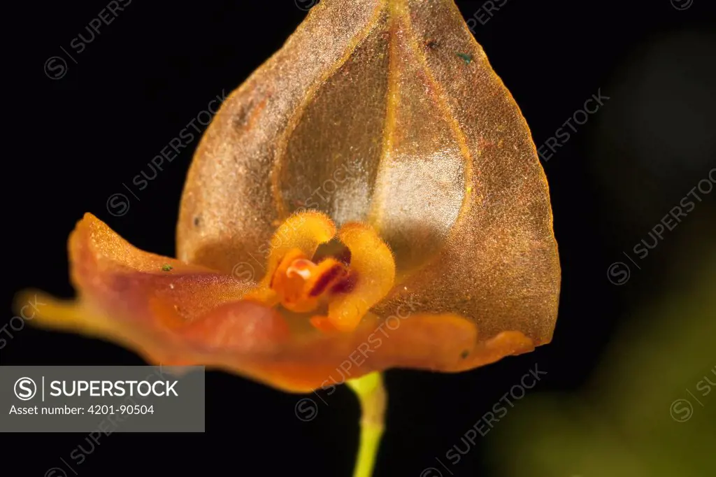 Orchid (Lepanthes sp) flower, Finca Dracula Orchid Sanctuary, western Panama