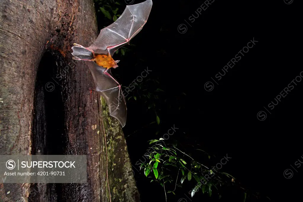 Greater Bulldog Bat (Noctilio leporinus) leaving its roost at nightfall, Smithsonian Tropical Research Station, Barro Colorado Island, Panama