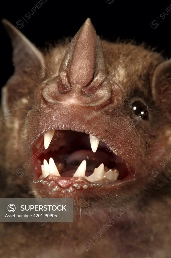 Greater Spear-nosed Bat (Phyllostomus hastatus) showing teeth, Smithsonian Tropical Research Station, Barro Colorado Island, Panama