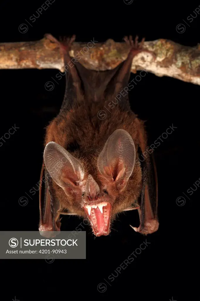 Fringe-lipped Bat (Trachops cirrhosus) in defensive posture, Smithsonian Tropical Research Station, Barro Colorado Island, Panama