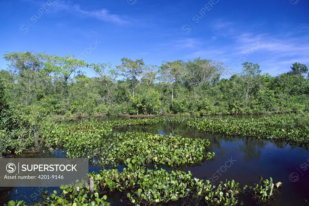 Common Water Hyacinth (Eichhornia crassipes) in Paraguay River, Pantanal, Brazil