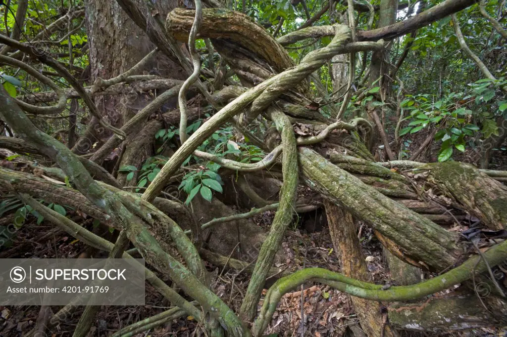 Lianas twisting through rainforest, Ghana