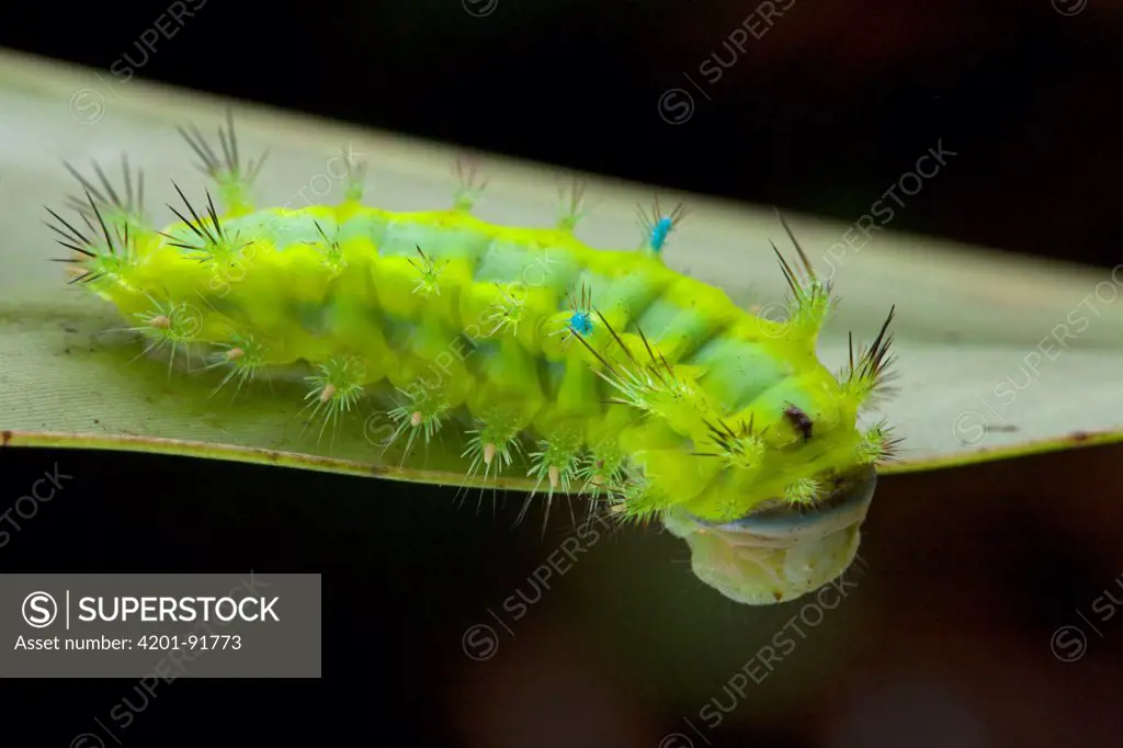 Cup Moth (Limacodidae) caterpillar, Ghana