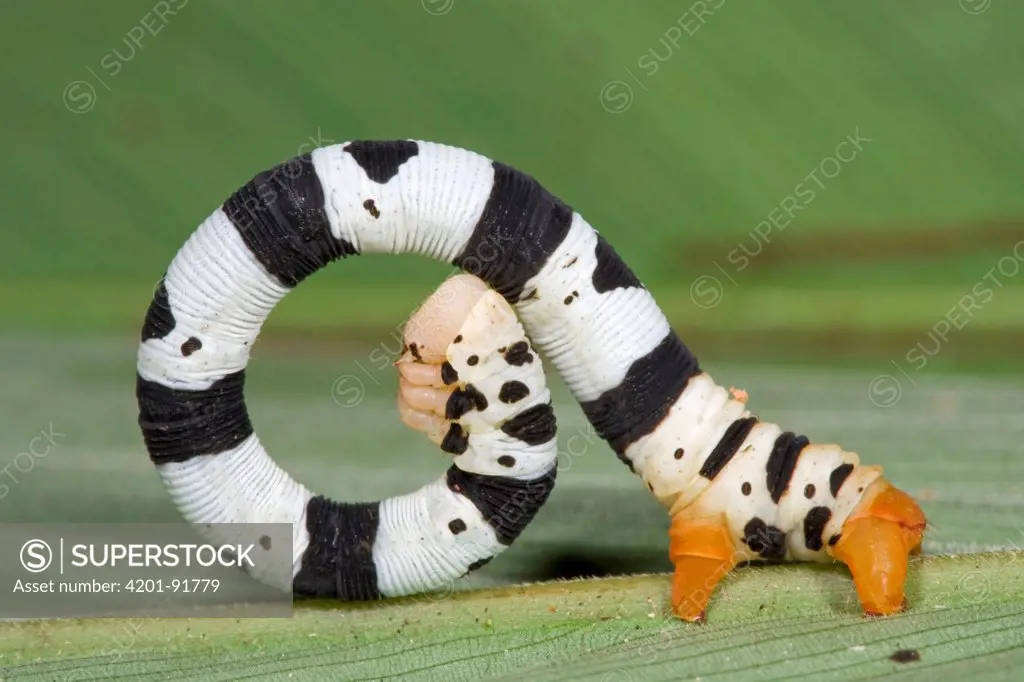 Looper Moth (Geometridae) caterpillar with aposematic coloration, Atewa Range, Ghana