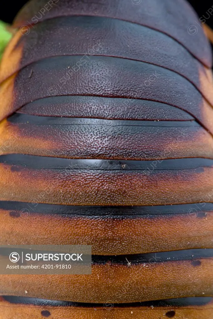 Cape Mountain Cockroach (Aptera fusca) female abdomen, South Africa