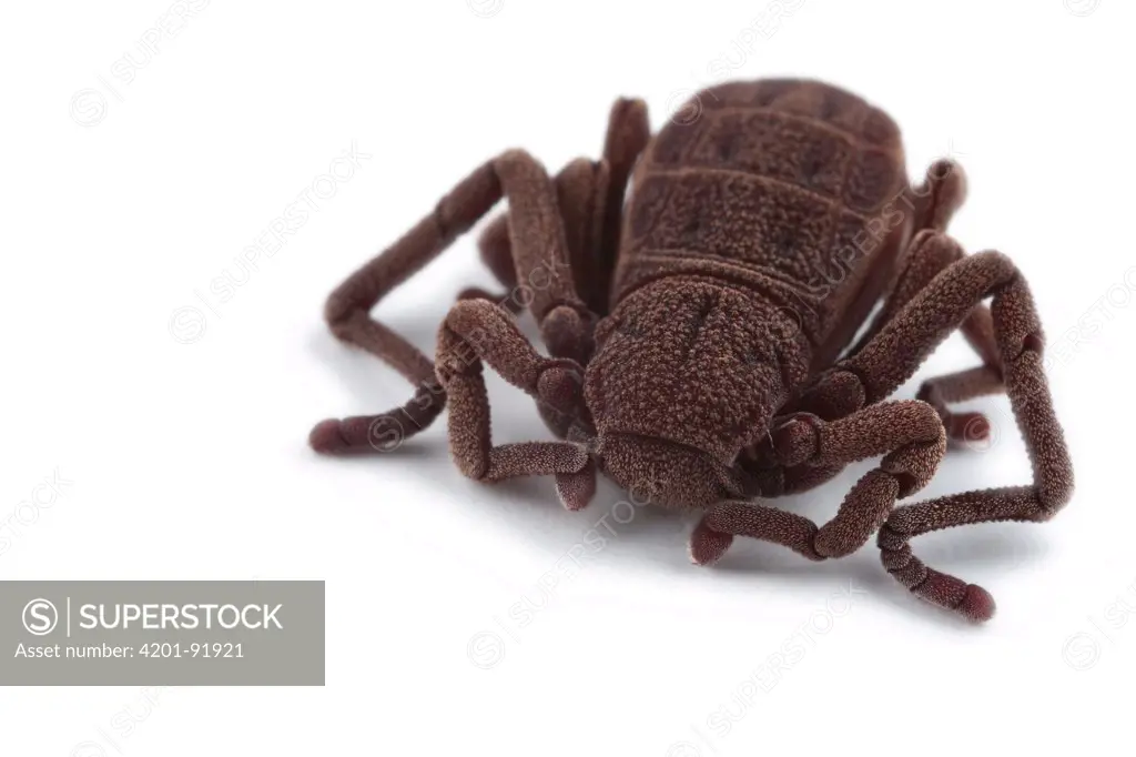 Atewa Hooded Spider (Ricinoides atewa), a recently discovered species, Ghana