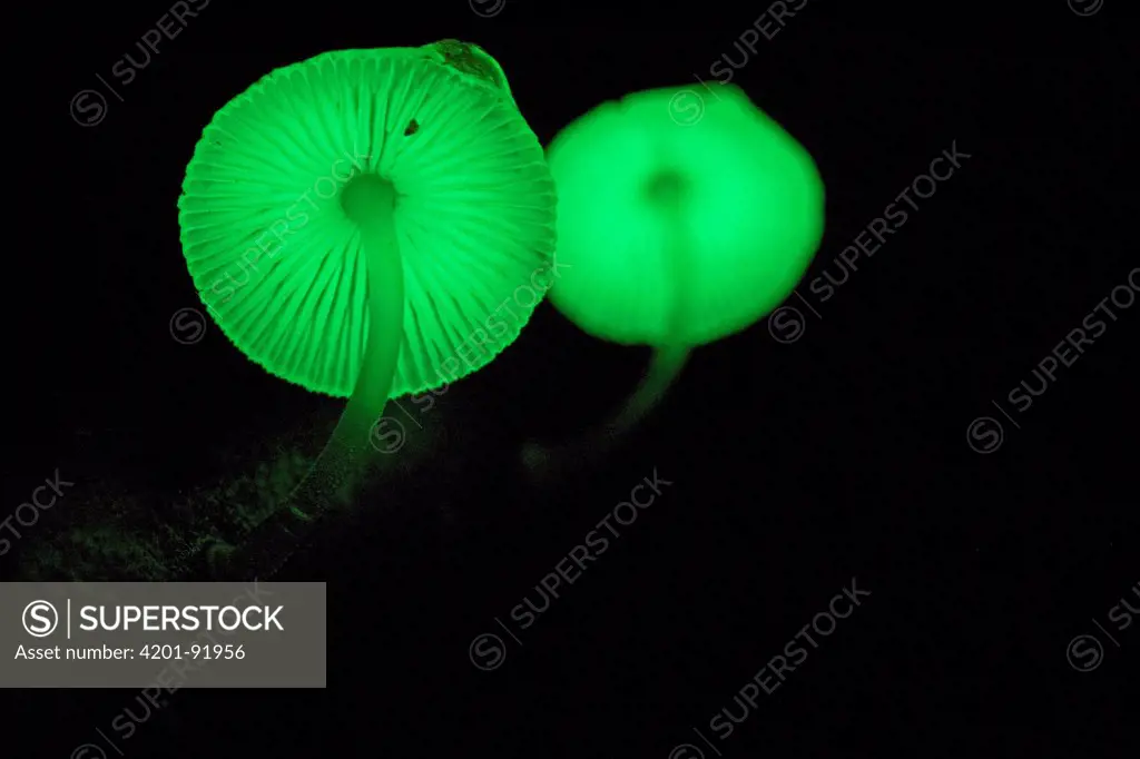 Green Pepe (Mycena chlorophos) bioluminescent mushrooms, Papua New Guinea