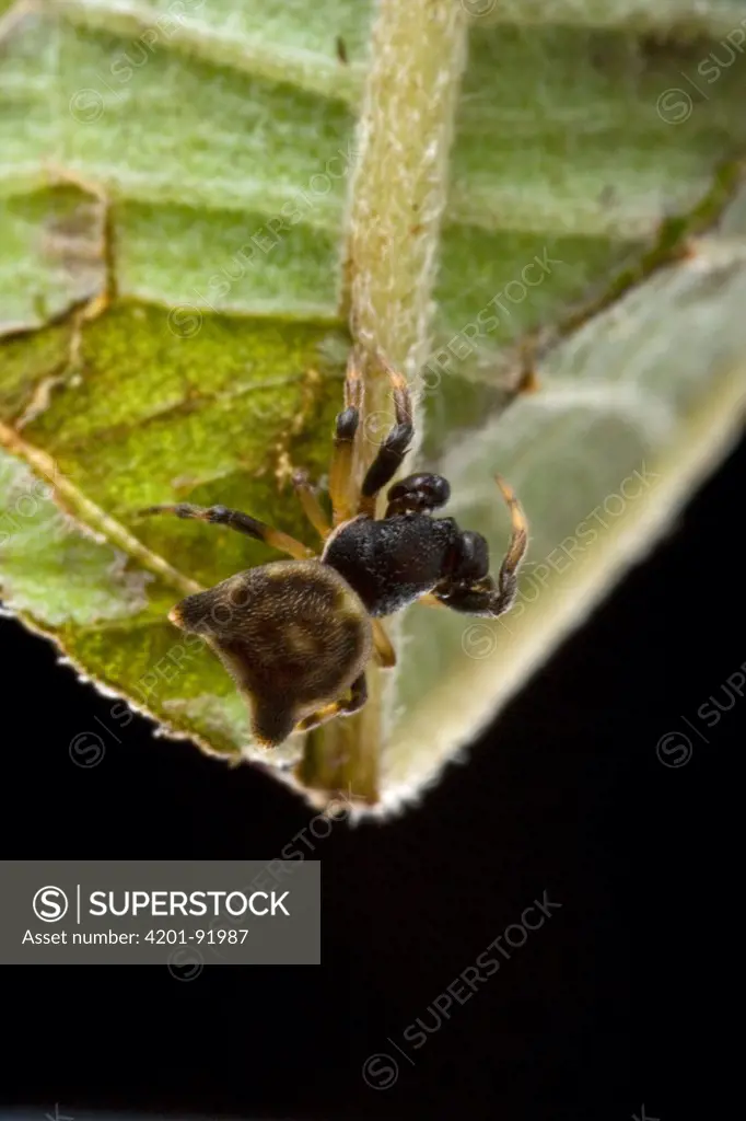 Spiny Spider (Gasteracantha taeniata) male, Papua New Guinea