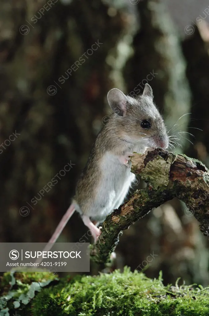 Yellow-necked Field Mouse (Apodemus flavicollis) standing on hind legs, Germany