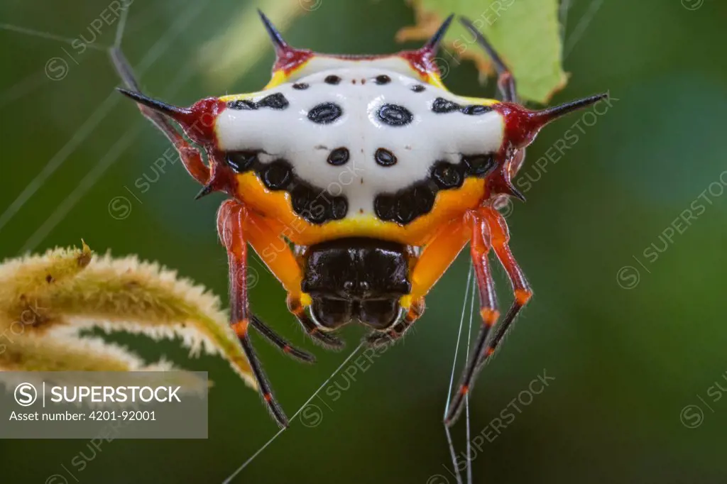 Spiny Spider (Gasteracantha sapperi) in web, Papua New Guinea