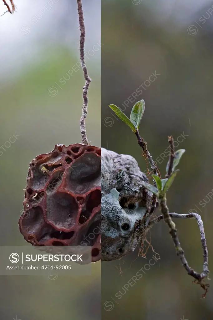 Ant Plant (Hydnophytum sp) caudex with cross-section showing smooth-walled chambers that provide home for ants which leave behind their nutrient-rich waste products, Papua New Guinea, composite image