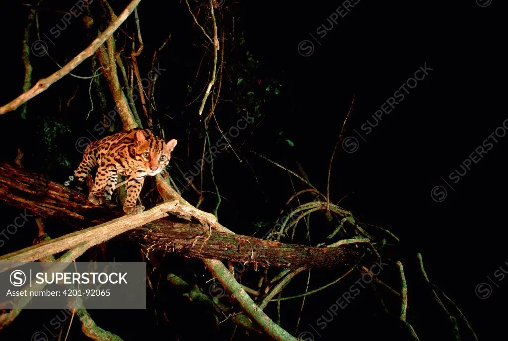 Ocelot (Leopardus pardalis) in tree, Barro Colorado Island, Panama