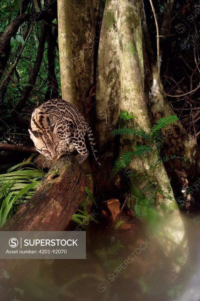 Ocelot (Leopardus pardalis) young female climbing tree, Barro Colorado Island, Panama. Sequence 3 of 3