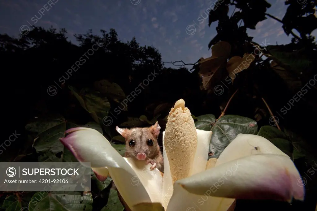 Central American Woolly Opossum (Caluromys derbianus) feeding on flower nectar, Barro Colorado Island, Panama