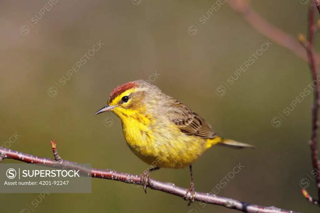 Palm Warbler (Dendroica palmarum) male, Nova Scotia, Canada