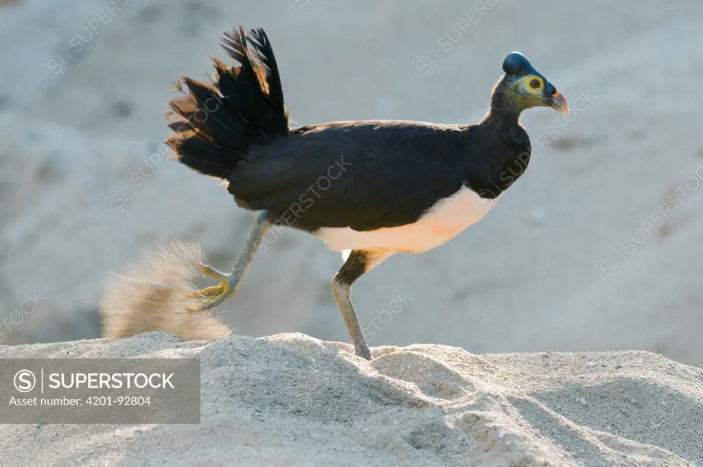 Maleo (Macrocephalon maleo) digging nest to lay eggs in sand, Sulawesi, Indonesia