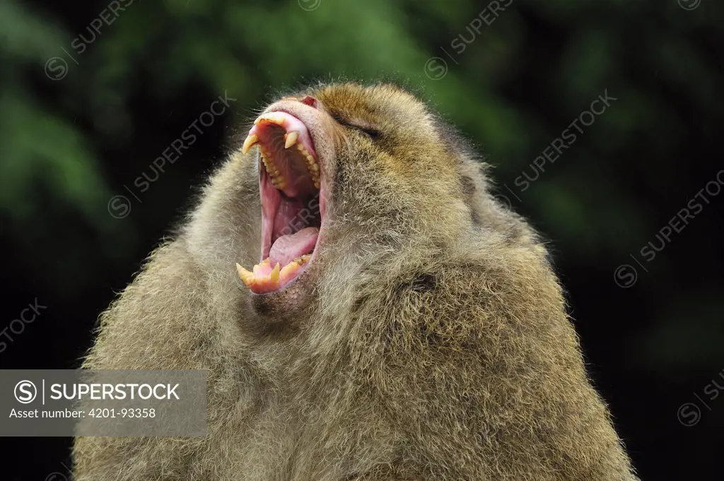 Barbary Macaque (Macaca sylvanus) yawning, native to northern Africa