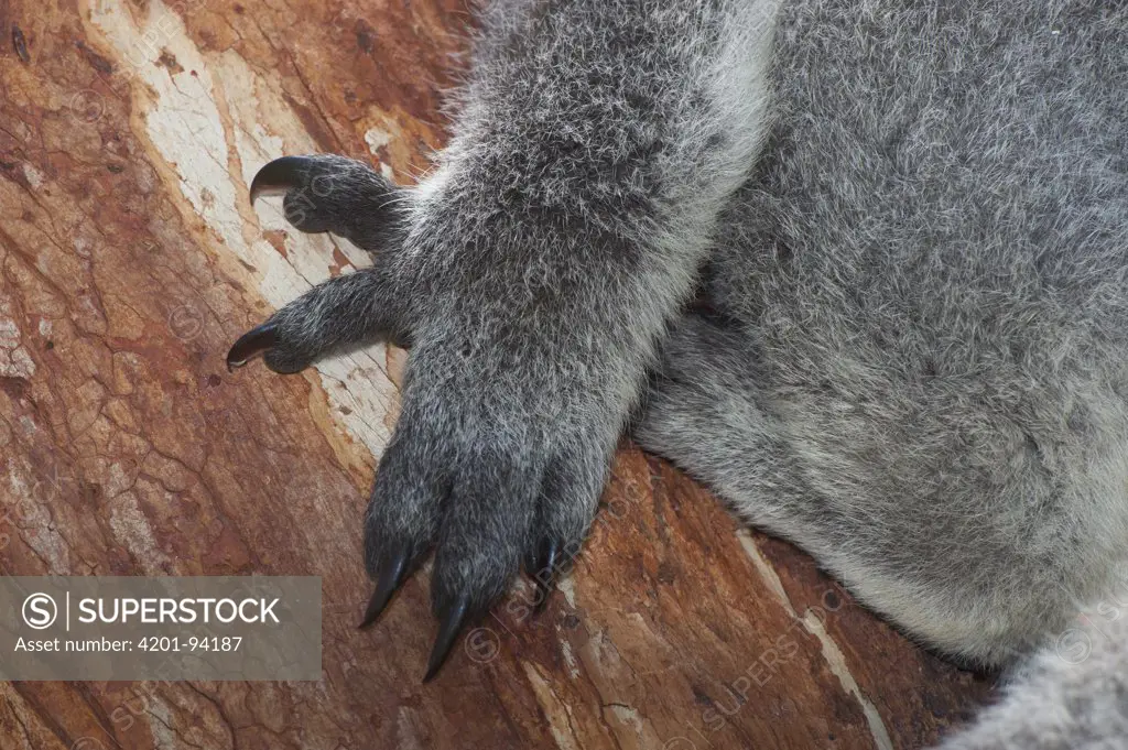 Koala (Phascolarctos cinereus) claws adapted for arboreal climbing lifestyle, Phillip Island, Australia