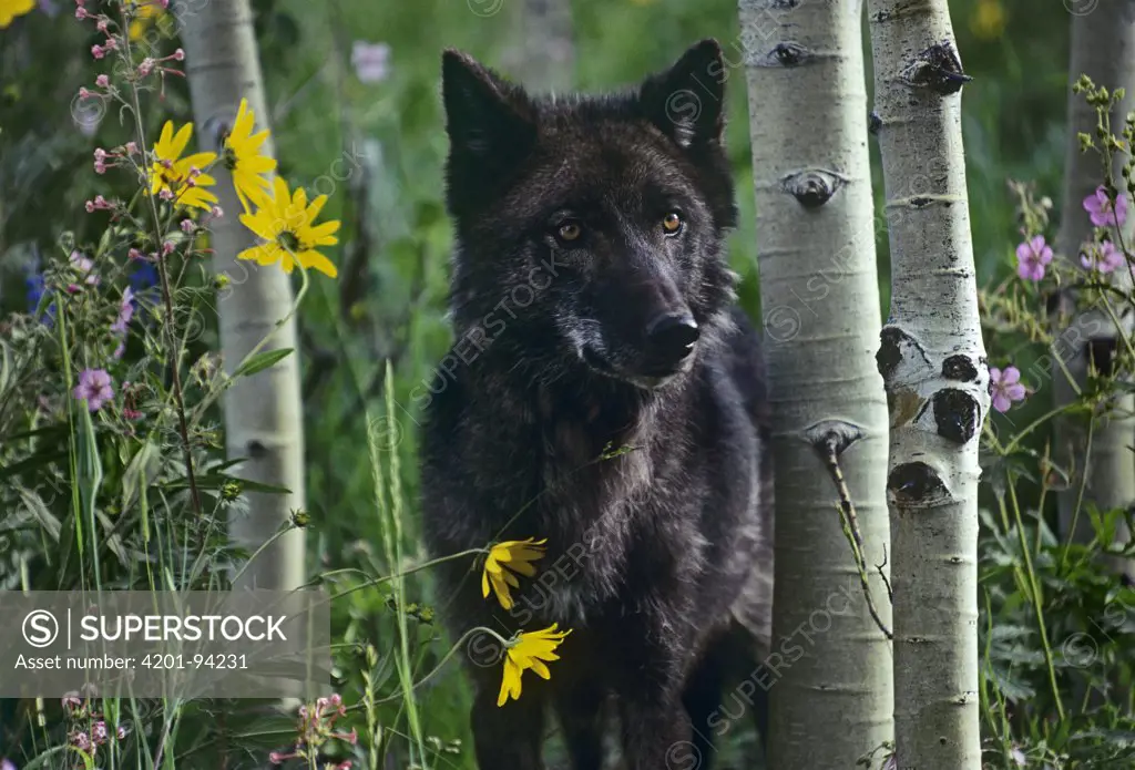 Gray Wolf (Canis lupus) dark morph, Montana