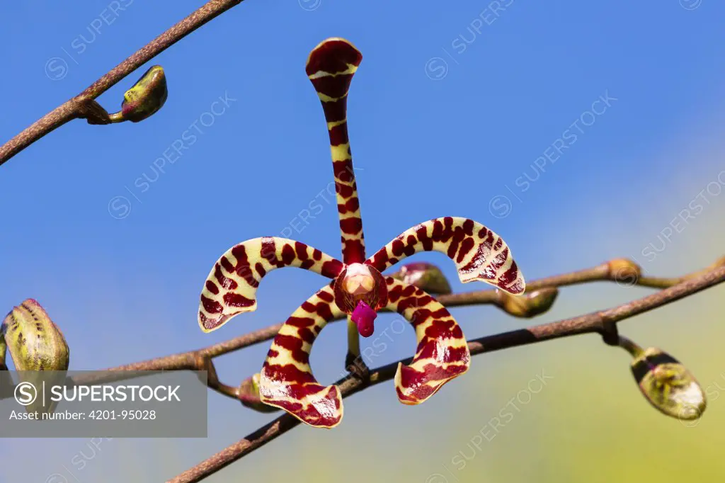 Scorpion Orchid (Arachnis flos-aeris) flower in hotel garden, Ranomafana National Park, Madagascar