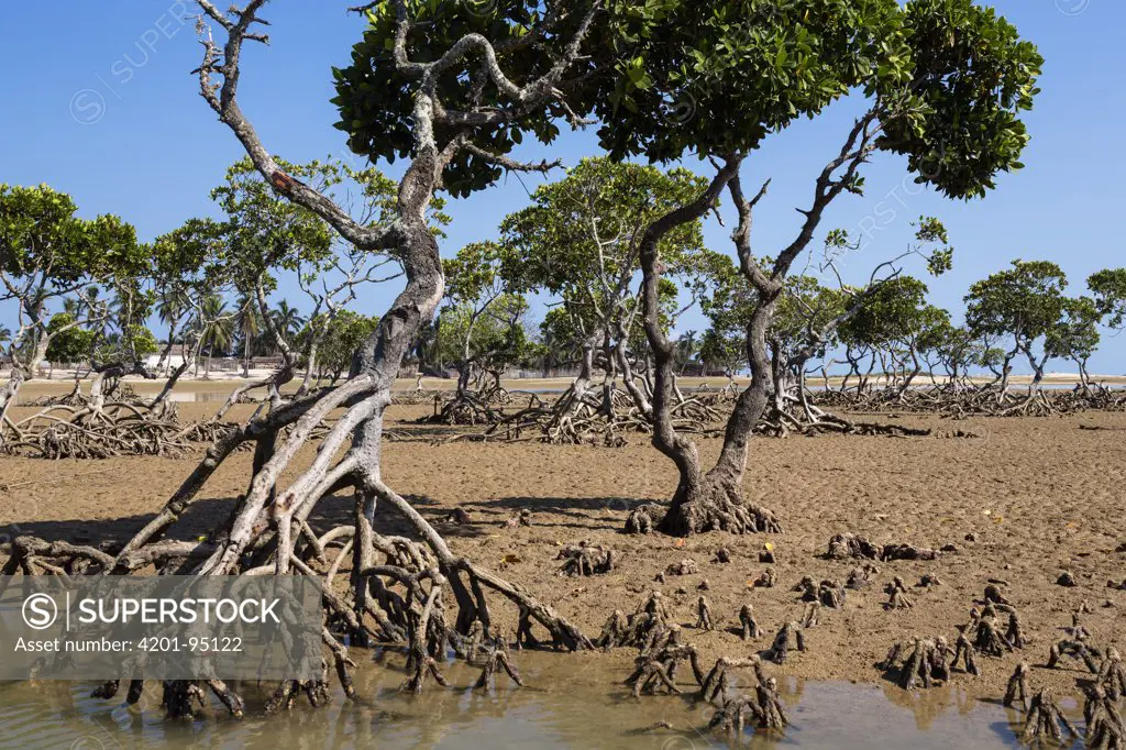 Bakau Kurap (Rhizophora mucronata) at low tide, Morondava, Madagascar