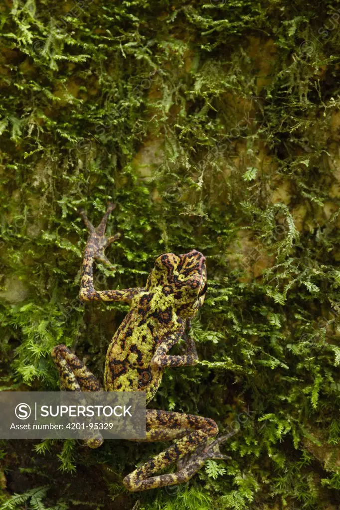 Bornean Rainbow Toad (Ansonia latidisca) male camouflaged on tree trunk, species unseen since 1924 when it was rediscovered in 2011, Tawau Hills Park, Sabah, Borneo, Malaysia