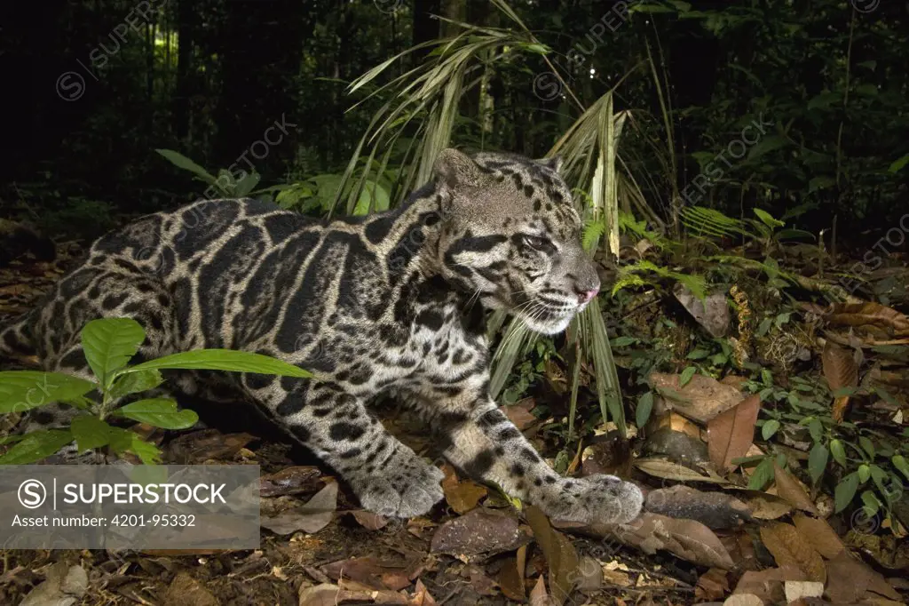 Sunda Clouded Leopard (Neofelis diardi) male in lowland rainforest, Tawau Hills Park, Sabah, Borneo, Malaysia