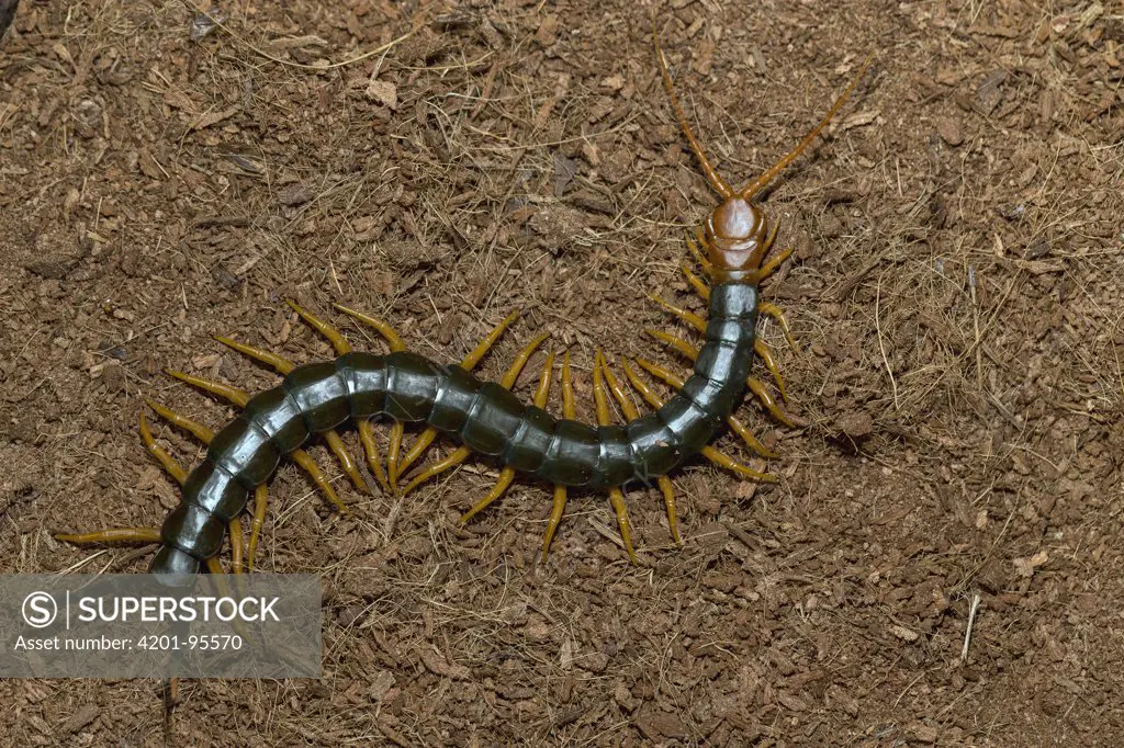 Giant Desert Centipede (Scolopendra heros), native to North America