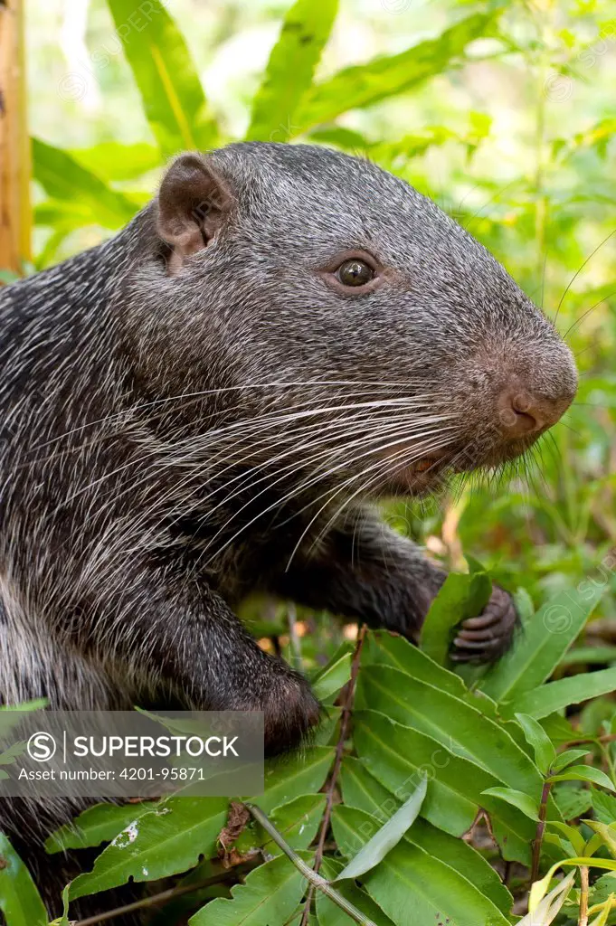 Branick's Giant Rat (Dinomys branickii) feeding on vegetation, native to South America