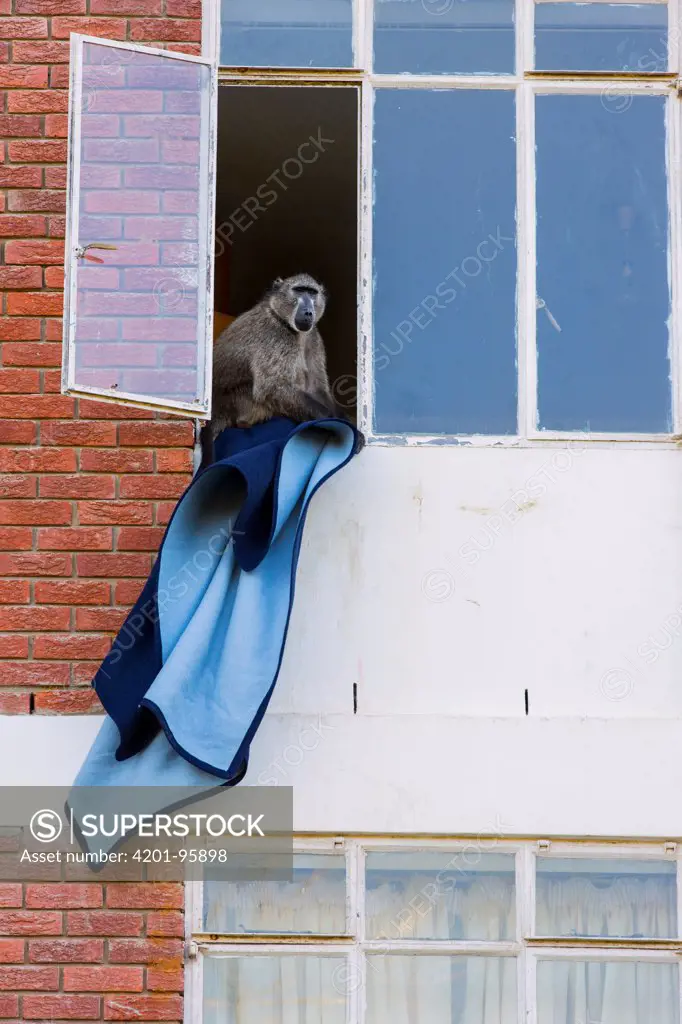 Chacma Baboon (Papio ursinus) stealing blanket from apartment building, South Africa