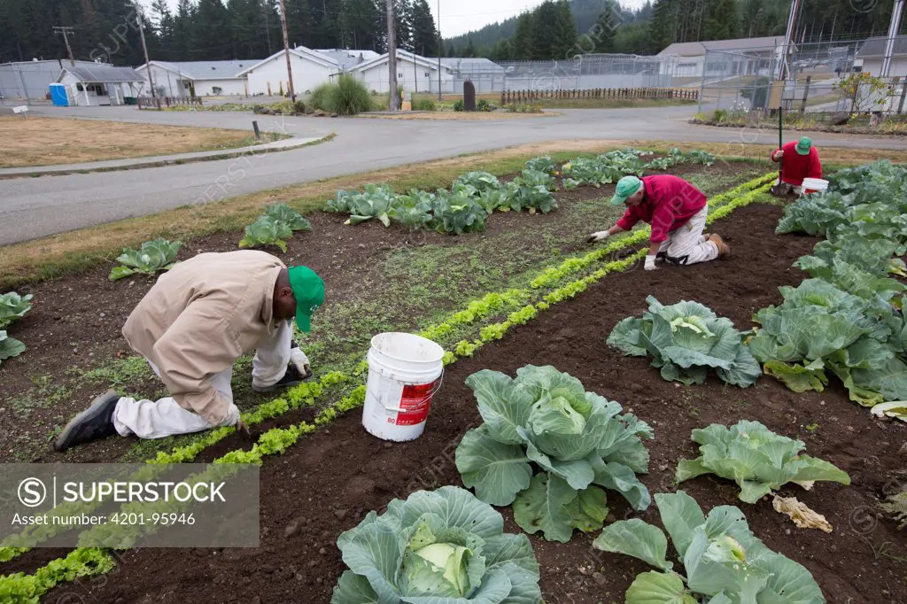 Cabbage (Brassica oleracea) plants in organic garden tended to by inmates as part of sustainability in prison program, Cedar Creek Corrections Center, Washington