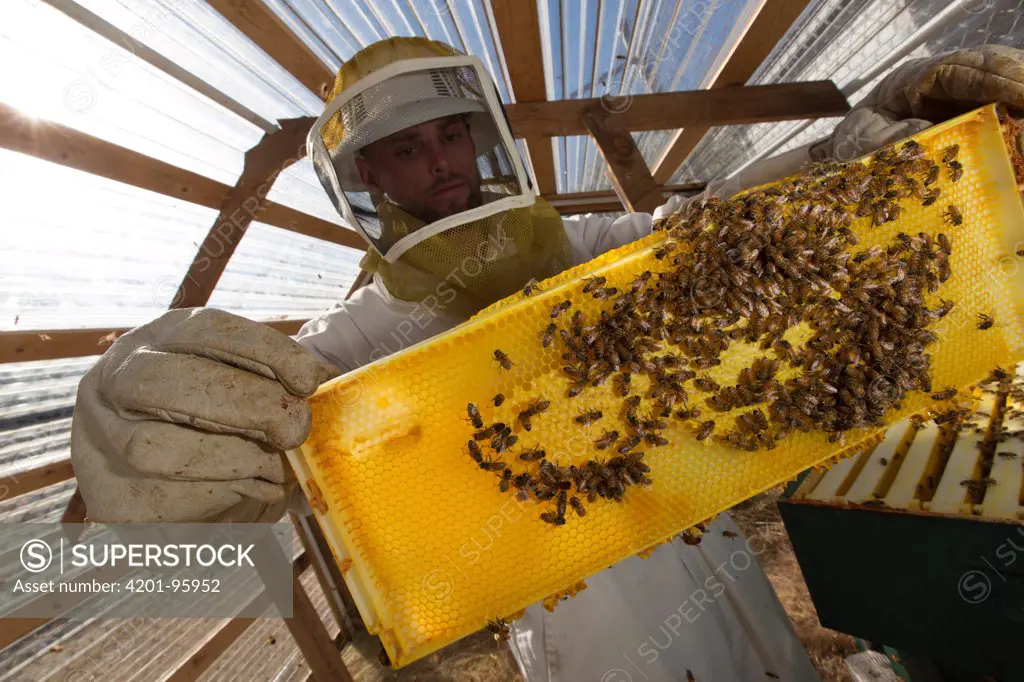 Honey Bee (Apis mellifera) group on honeycomb carried by inmate beekeeper as part of sustainability in prison program, Stafford Creek Corrections Center, Washington