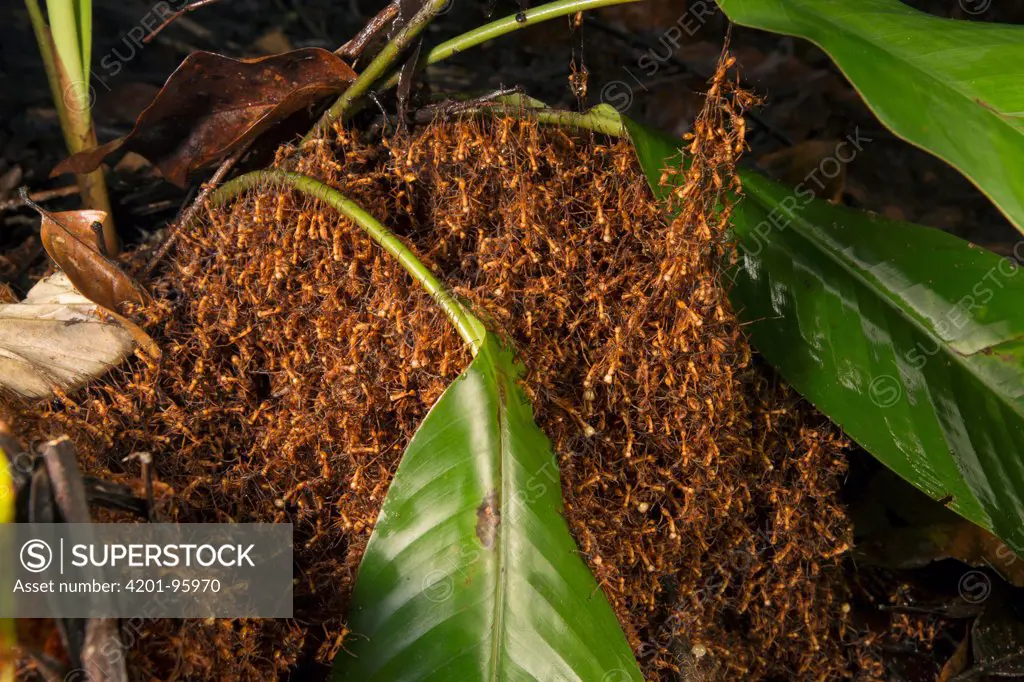 Army Ant (Eciton hamatum) group making temporary nest by holding on to each other, Barro Colorado Island, Panama