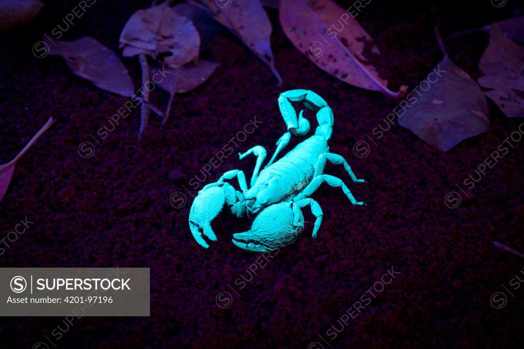 Stock photo of Emperor scorpion (Pandinus imperator) glowing blue
