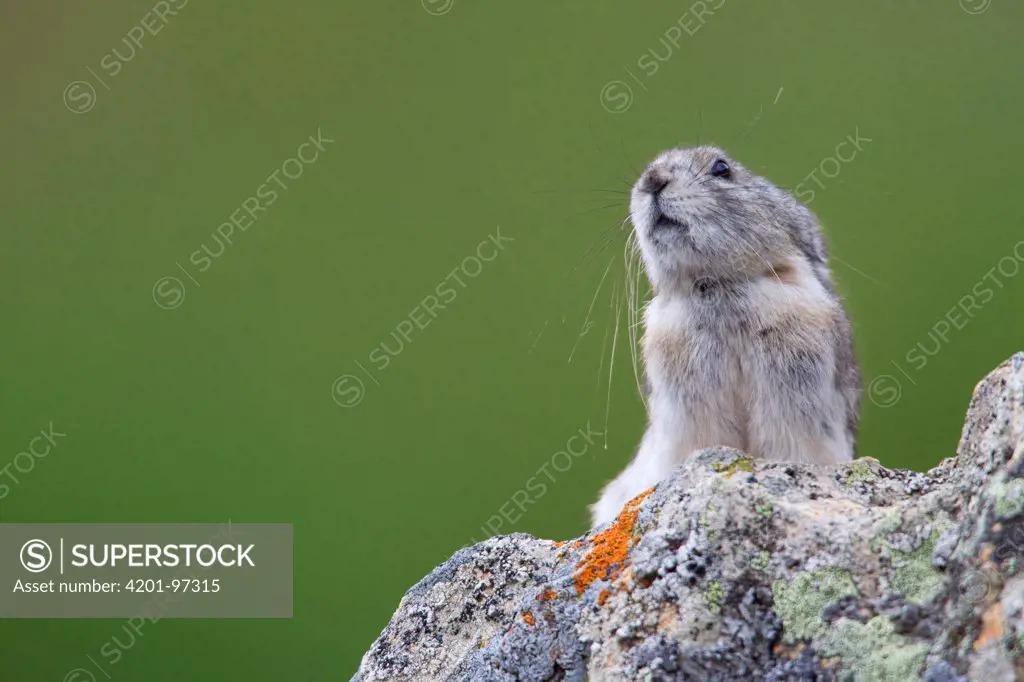 Collared Pika (Ochotona collaris) in defensive posture, Denali National Park, Alaska