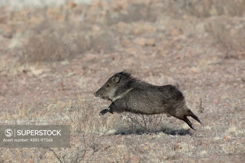 Collared Peccary (Pecari tajacu) running, southern Arizona