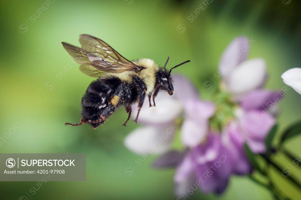 Bombus impatiens (Bumblebees)