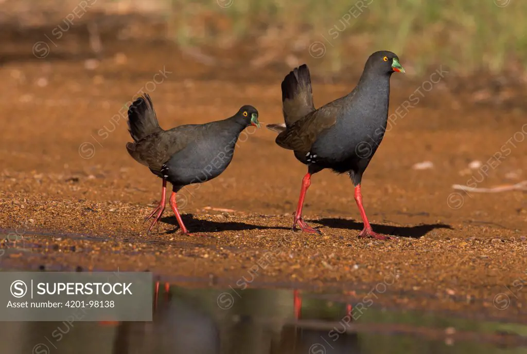 Black-tailed Native-hen (Tribonyx ventralis) pair at water's edge, Georgetown, Queensland, Australia