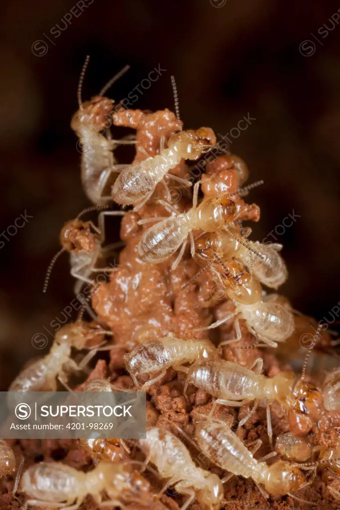 Termite (Macrotermes bellicosus) workers building nest, Africa