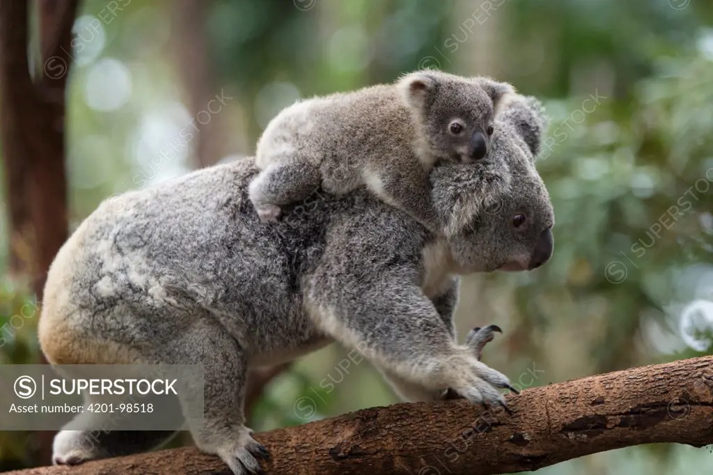 Koala (Phascolarctos cinereus) with her joey and a Rainbow