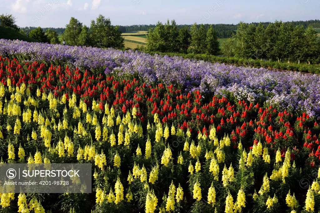 Garden Snapdragons (Antirrhinum majus), Hokkaido, Japan - SuperStock