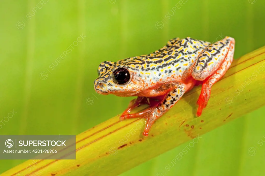 Painted Reed Frog (Hyperolius marmoratus), iSimangaliso Wetland Park, South Africa